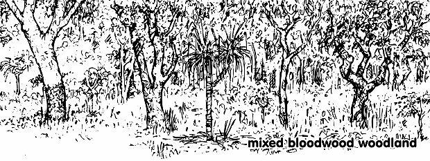 Mixed Bloodwood Woodland