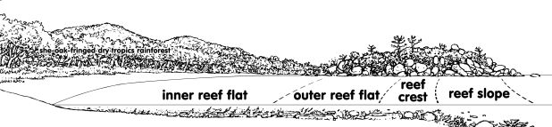 Nelly Bay Cross Section
