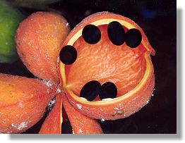The Bush Peanut (Sterculia quadrifida)