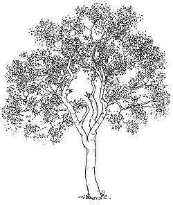 Poplar Gum (Eucalyptus platyphylla)