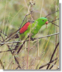 Red-Winged Parrots (Aprosmictus erythopterus)
