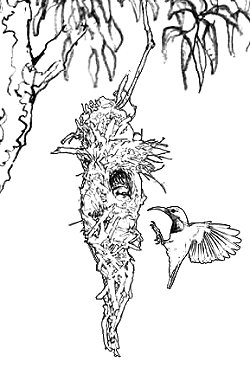 Sunbird & nest