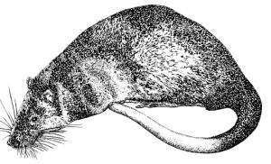 Water Rat (Hydromys chrysogaster)