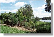 Photo Point 1, Looking west, Ross River upstream, February 2000