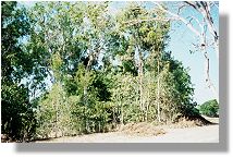 Photo Point 2, Looking North East, December 2003