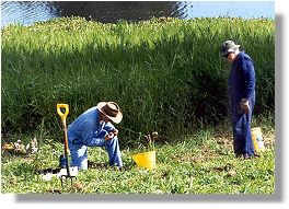 Marabou residents planting. December 1998