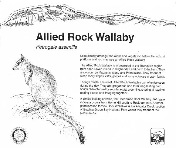 Allied Rock Wallaby