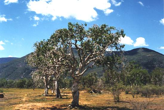Malaleuca forest and the Chinee Apple invasion degrading the habitat and grazing  value