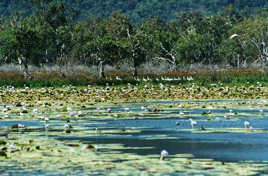 Birdlife in great numbers