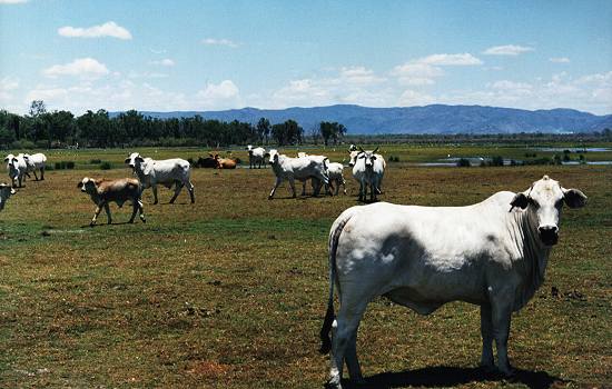 Cattle share the wetland in high numbers