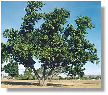 Tamanu tree (Callophyllum inophyllum)