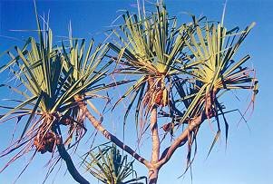 Pandanus 