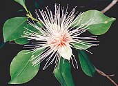 Cocky Apple (Planchonia careya)