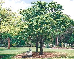 Native peanut shade tree (Sterculia quadrifida)