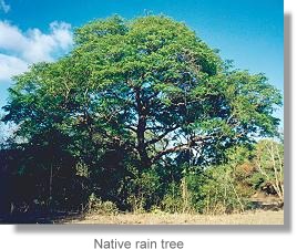 Native rain tree (Terminalia sericarpa)