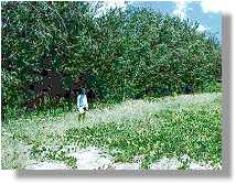Casuarina woodland