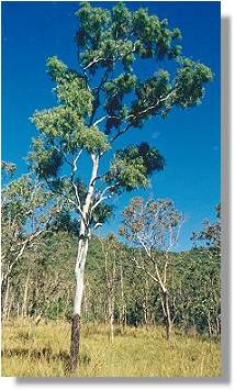 Eucalyptus tessellaris