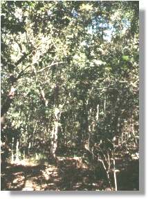 Eucalyptus tessellaris
