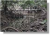 Mangrove Swamp