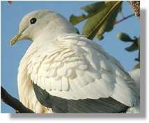 Pied Imperial Pigeon