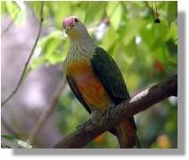 Rose-Crowned Fruit Dove