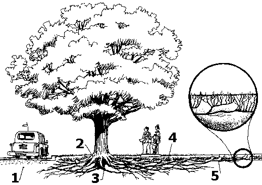 Location of tree Roots