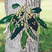 Alphitonia excelsa Flower
