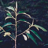 Alphitonia excelsa Branch