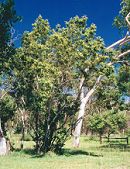 Alphitonia excelsa Form