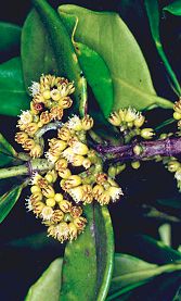Carallia brachiata Flower