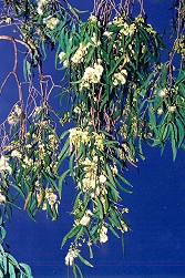 Corymbia tessellaris Branch