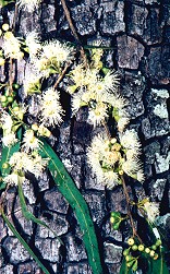Corymbia tessellaris Flower