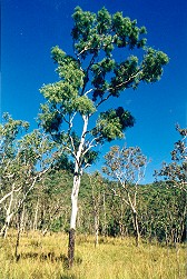 Corymbia tessellaris Form