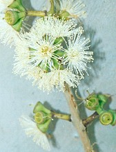 Eucalyptus platyphylla Flower