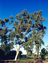 Eucalyptus platyphylla Form