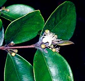 Eugenia reinwardtiana Flower