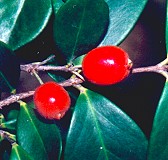 Eugenia reinwardtiana Fruit
