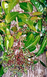 Euroschinus falcata Branch