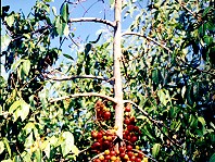 Ficus racemosa Branch