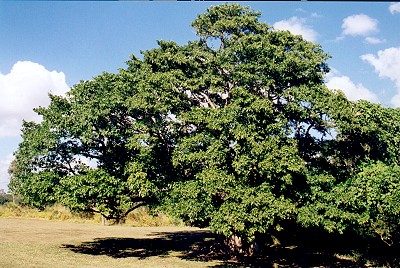 Ficus racemosa Form