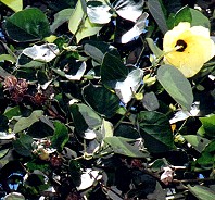 Hibiscus tiliaceus Branch