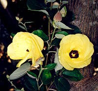 Hibiscus tiliaceus Flower