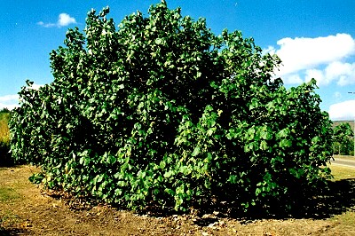 Hibiscus tiliaceus Form