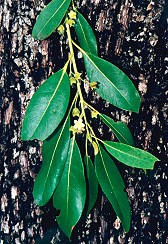 Lophostemon grandiflorus Branch