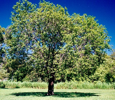 Lophostemon grandiflorus Form