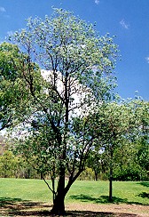 Lophostemon grandiflorus Form