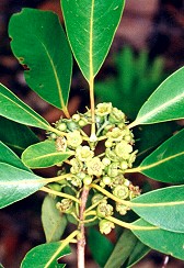 Lophostemon grandiflorus Fruit