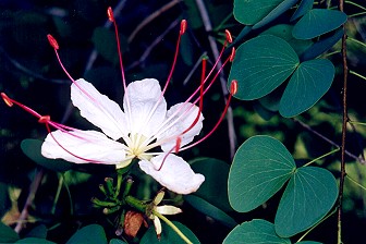 Lysiphyllum hookeri  Flower
