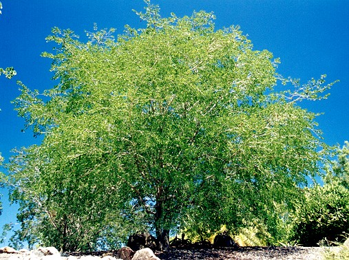 Lysiphyllum hookeri Form