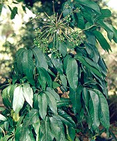 Mackinlaya macrosciadia Branch